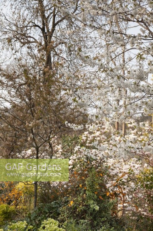 Prunus avium, Amelanchier lamarckii and Magnolia soulangeana in flower - Wild Cherry, Snowy mespilus, April
