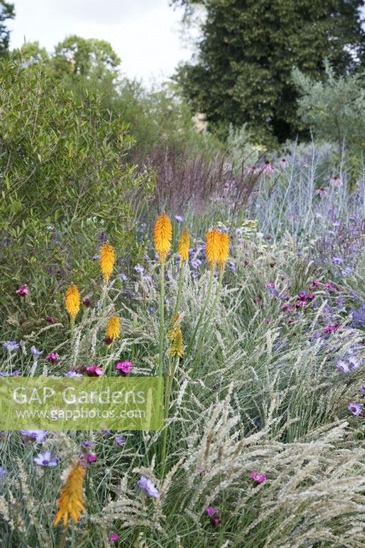 In the RHS Iconic Horticultural Hero Garden by Tom Stuart-Smith, a clump of Kniphofia 'Mango Popsicle' is planted amongst Melica ciliata and Dianthus carthusianorum