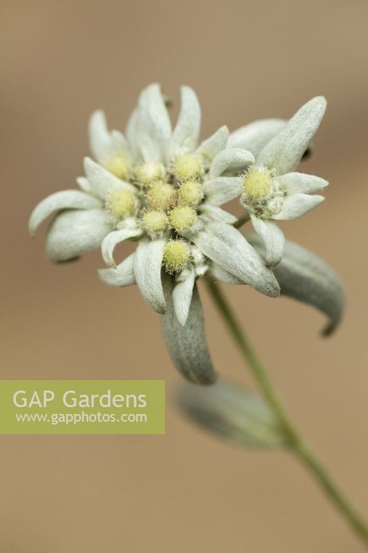 Leontopodium alpinum - June