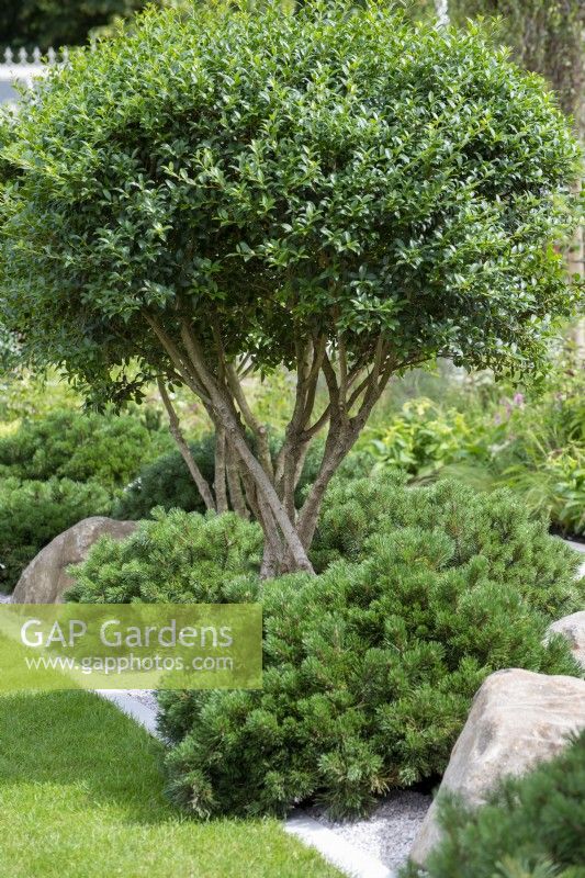 Osmanthus x burkwoodii underplanted with Pinus mugo 'Mops' - The Viking Friluftsliv Garden - RHS Hampton Court Festival 2021