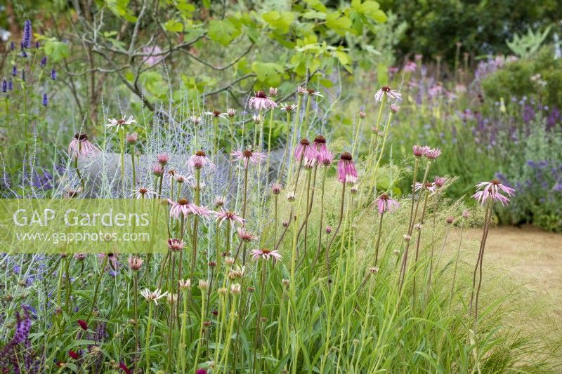 Echinacea pallida with Perovskia 'Blue Spire' in the Iconic Horticultural Hero Garden by Tom Stuart-Smith - RHS Hampton Court Palace Festival 2021