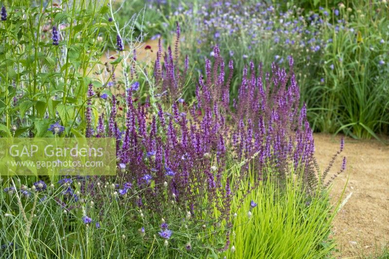 Salvia 'Amethyst' with Catananche caerulea, Sesleria autumnalis and Agastache 'Black Adder' - Iconic Horticultural Hero Garden by Tom Stuart-Smith - RHS Hampton Court Palace Festival 2021