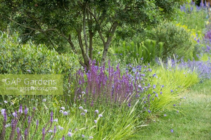 Border with Salvia 'Amethyst', Seslaria autumnalis, Scabiosa columbaria Iconic Horticultural Hero Garden by Tom Stuart-Smith - RHS Hampton Court Palace Festival 2021