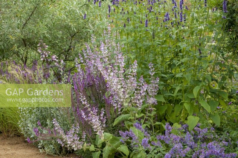Salvia turkestanica in a border with Salvia 'Amethyst', Agastache 'Black Adder' and Nepeta 'Summer Beauty' - Iconic Horticultural Hero Garden by Tom Stuart-Smith - RHS Hampton Court Palace Festival 2021