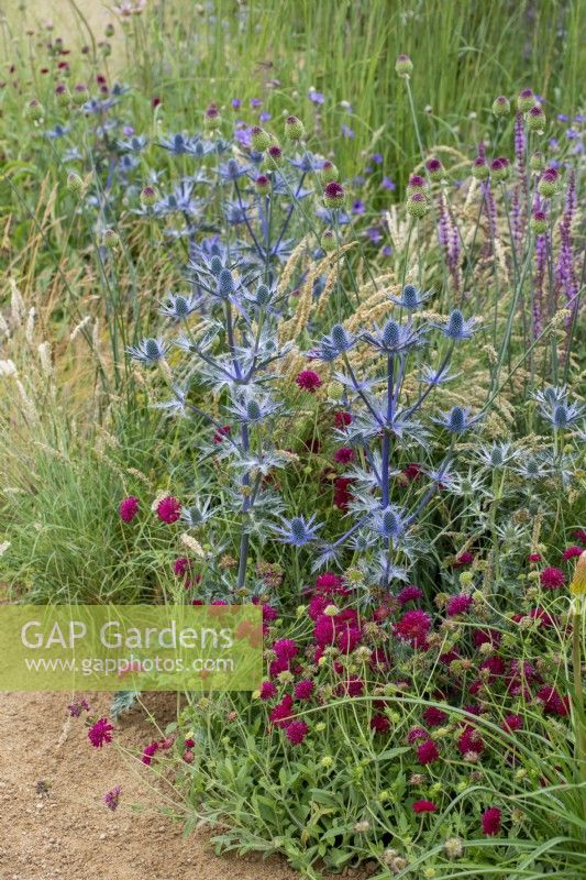 Eryngium zabelii 'Big Blue' with Knautia macedonica - Iconic Horticultural Hero Garden by Tom Stuart-Smith - RHS Hampton Court Palace Festival 2021