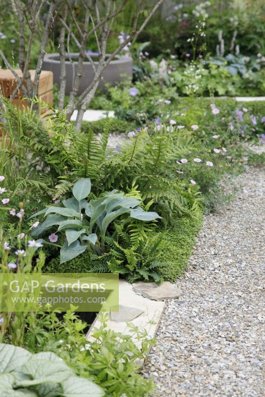 The planting by the path of compacted gravel includes lots of foliage interest with Hosta 'Halcyon', Polystichum polyblepharum, Dryopteris affinis and Soleirolia soleirolii as well as Geranium sanguineum 'Vision Light Pink' in The Communication Garden - Designer: Amelia Bouquet - Sponsors: London Stone, Practicality Brown, Urbis Design -