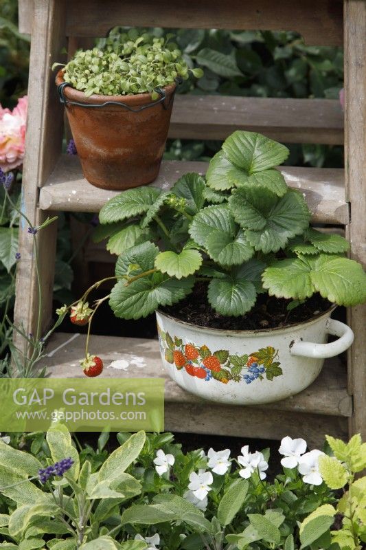 View of a rustic wooden step ladder with beltran strawberries planted in a vintage pot in the Down Memory Lane Garden - Designer and Sponsor: The Blue Diamond Design Team 