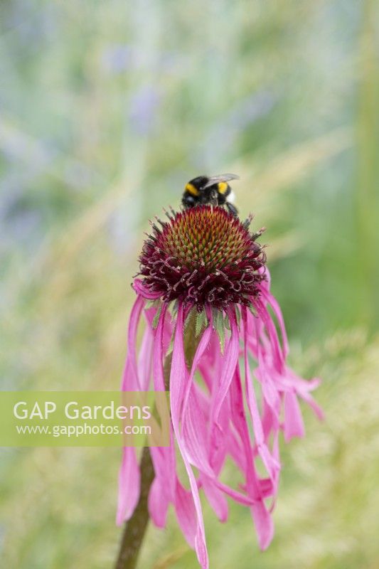 Echinacea pallida, coneflower, a perennial flowering from July that attracts bees.