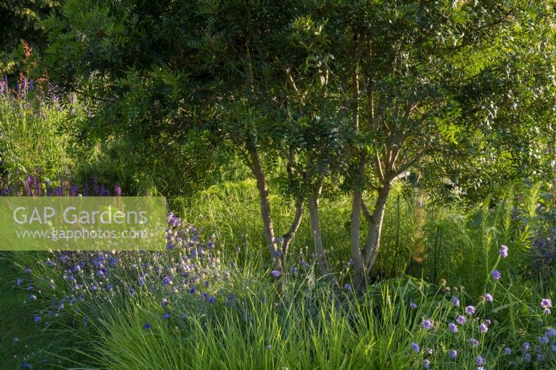 Multistem Pistacia lentiscus in a border with Scabiosa columbaria, Seslaria autumnalis and Agastache 'Black Adder' -  Iconic Horticultural Hero Garden by Tom Stuart-Smith - RHS Hampton Court Palace Festival 2021