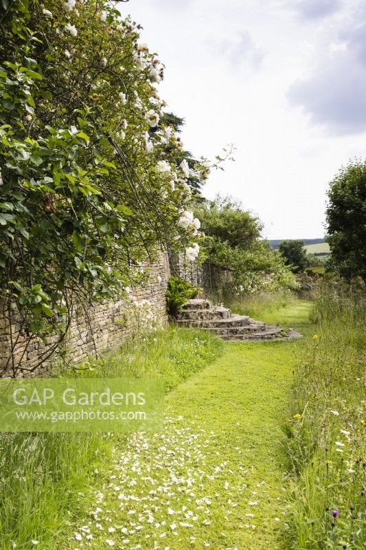 Mown grass path, with rose petals, between long grass leading to steps. July. Summer. Gloucestershire, UK. 