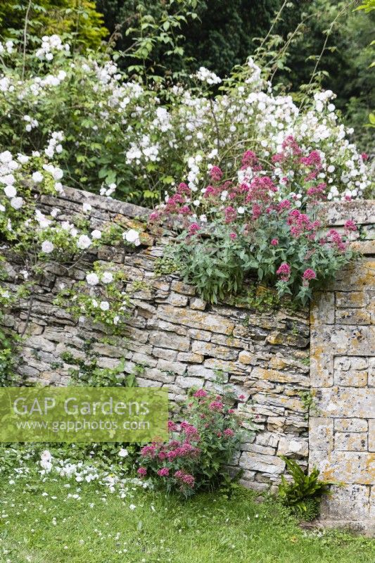 Roses and Centranthus ruber  growing over walls on the terraces.July. Summer. Gloucestershire, UK.