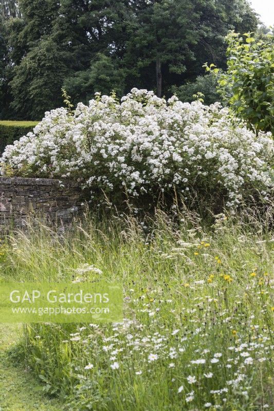 Rosa 'Rambling Rector'. Rambler. Growing on wall  in the Orchard. July. Summer. Gloucestershire, UK. 