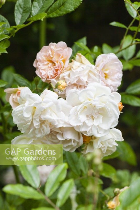 Rosa 'Gardenia'. Rambler.