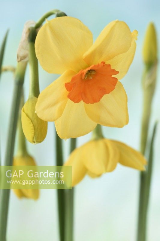 Narcissus  'Kedron'  Daffodil  Div. 7  Jonquilla  April
