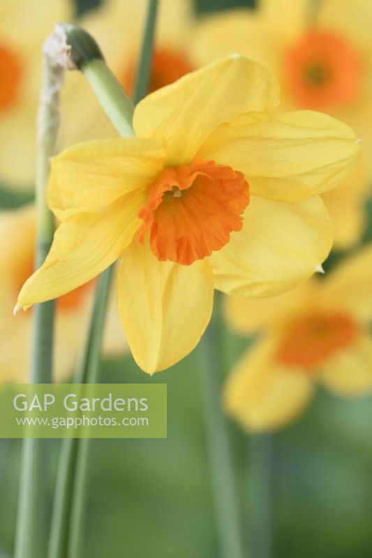 Narcissus  'Kedron'  Daffodil  Div. 7  Jonquilla  April
