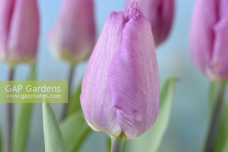Tulipa  'Pink Prince'  Triumph Group  April
