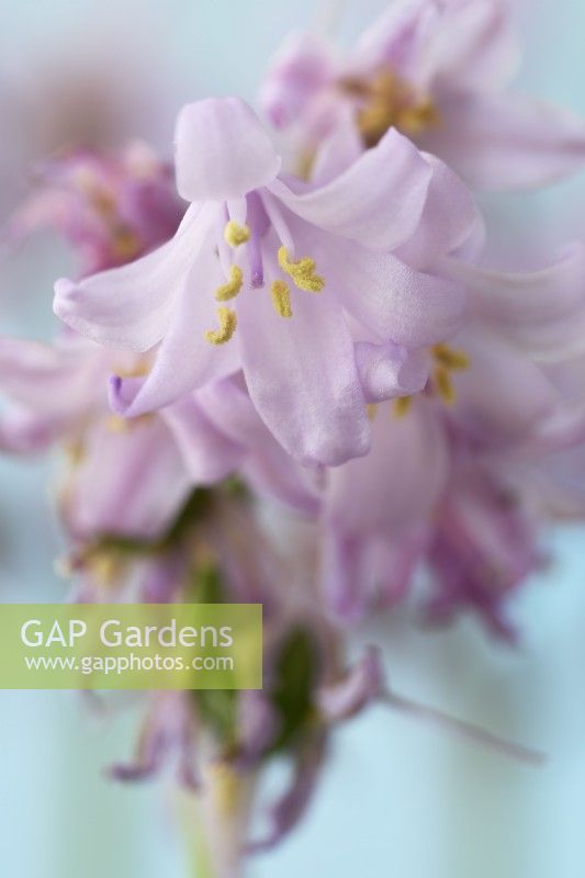 Hyacinthoides hispanica  'Queen of the Pinks'  Pink Spanish bluebell  May
