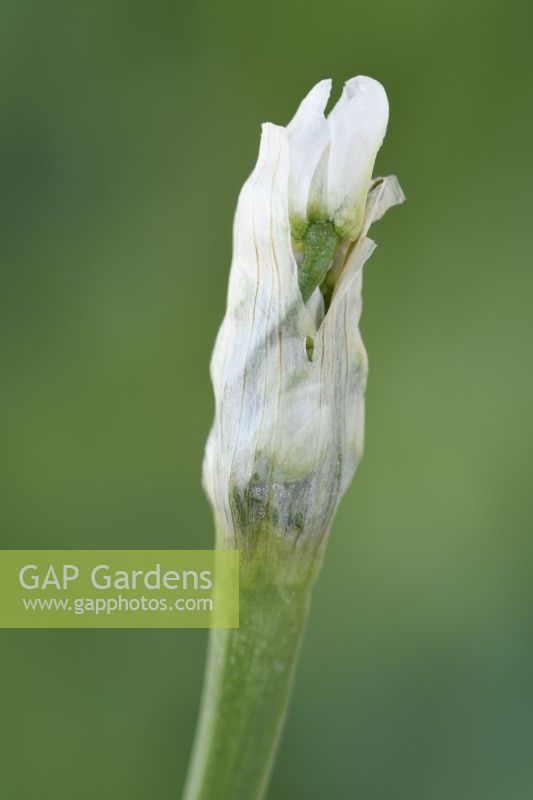 Allium neapolitanum  Cowanii Group  Neapolitan garlic Cowanii Group  Flower bud starting to open  April