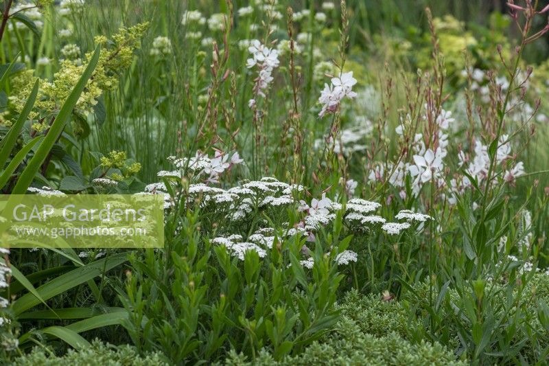 A Place to Meet Again. Hampton Court Flower Festival 2021. A soft planting combination of white Gaura lindheimeri and Achillea 'New Vintage White'.