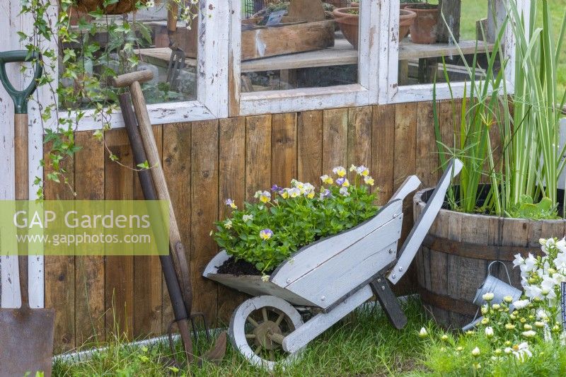 Down Memory Lane. A wooden wheelbarrow filled with heritage violas, propped against an old garden shed.