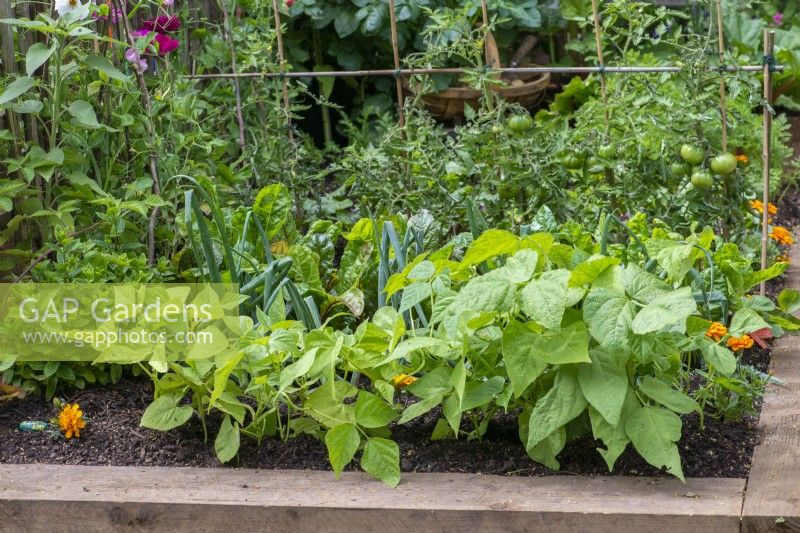 A raised bed of beansmint, onions and tomatoes.