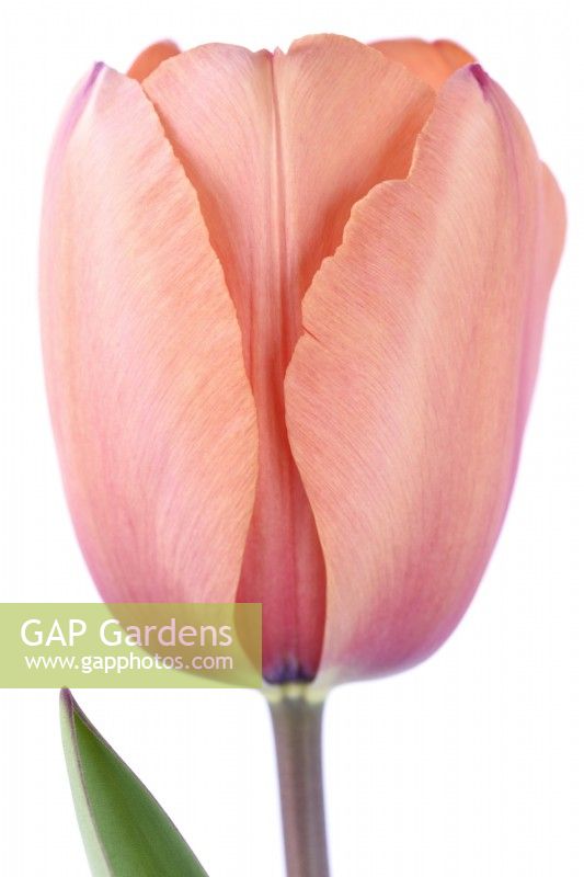Tulipa  'Apricot Impression'  Tulip  Darwin Hybrid Group  April
