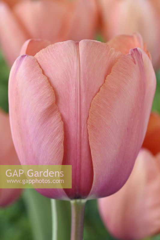 Tulipa  'Apricot Impression'  Tulip  Darwin Hybrid Group  April