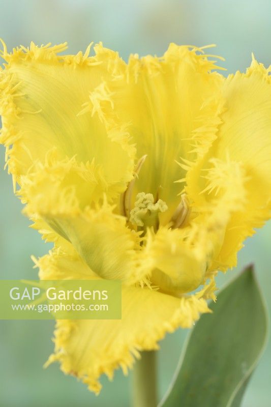 Tulipa  'Yellow Valery'  Tulip  Fringed Group  April

