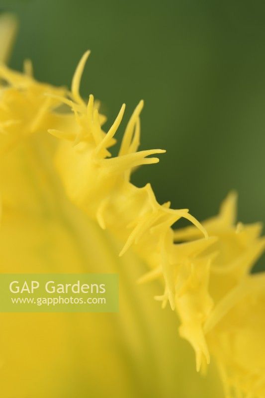 Tulipa  'Yellow Valery'  Tulip  Fringed Group  Close up of part of fringed edge  April