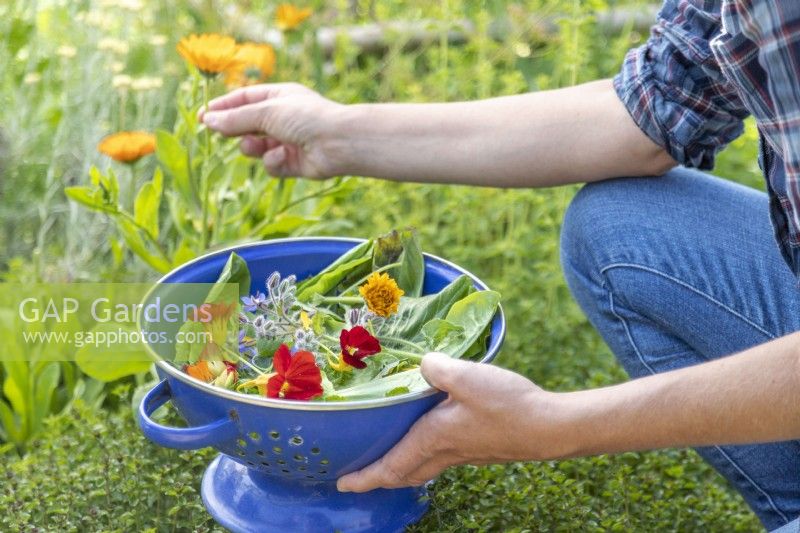Woman picking edible Calendulas for a salad