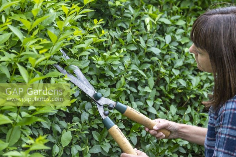 Woman using garden shears to trim a hedge