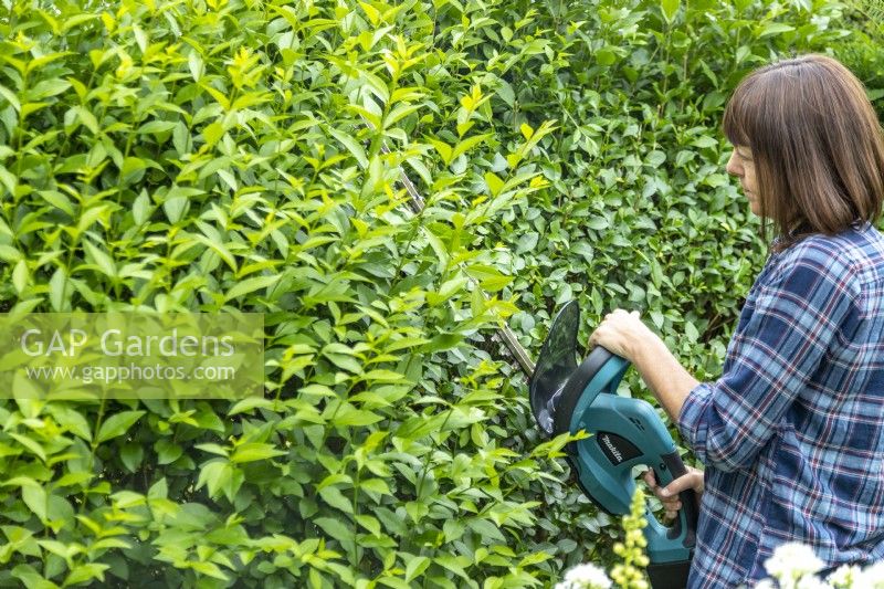 Woman cutting back a hedge with an electric hedge trimmer