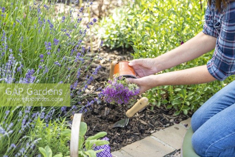 Woman removing Thyme plant from plastic pot ready for planting