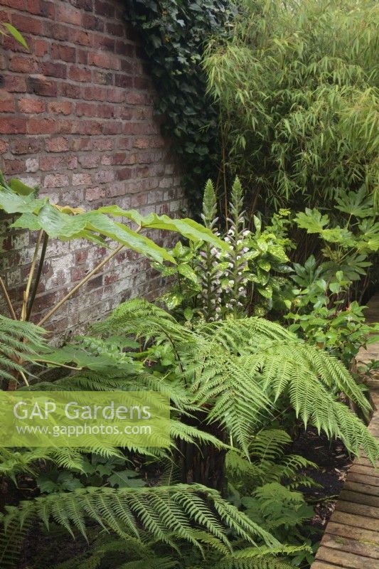 Narrow bed against brick wall with Dicksonia antarctica, Tetrapanax papyrifer, Fatsia japonica and Acanthus hungaricus 'White Lips' - August