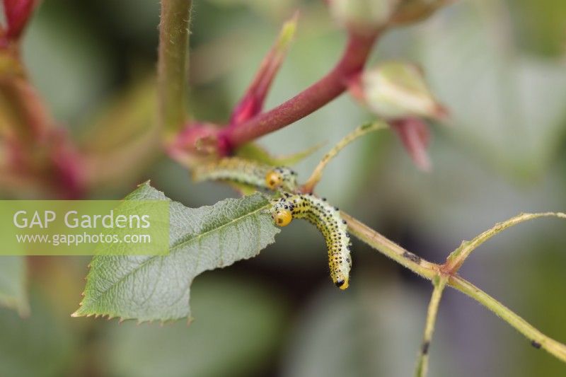 Rose sawfly larvae - Arge ochropus - Eating leaf on rose bush