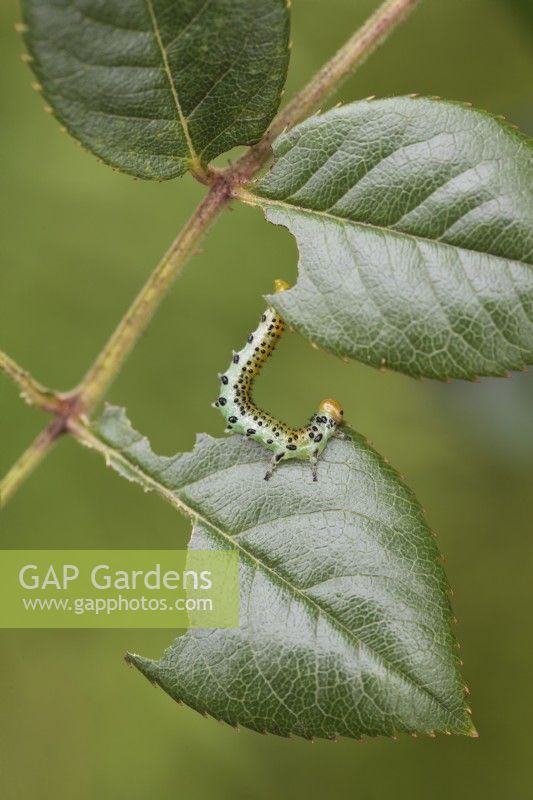 Rose sawfly larvae - Arge ochropus - eating leaf on rose bush