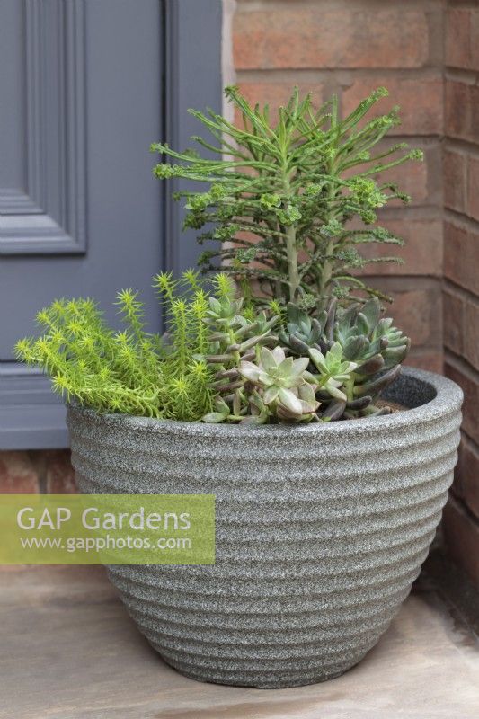 Front door with contemporary grey resin pot filled with succulents including Kalanchoe tubiflora, Sedum rupestre 'Angelina' and x Graptoveria 'Koala' - July
