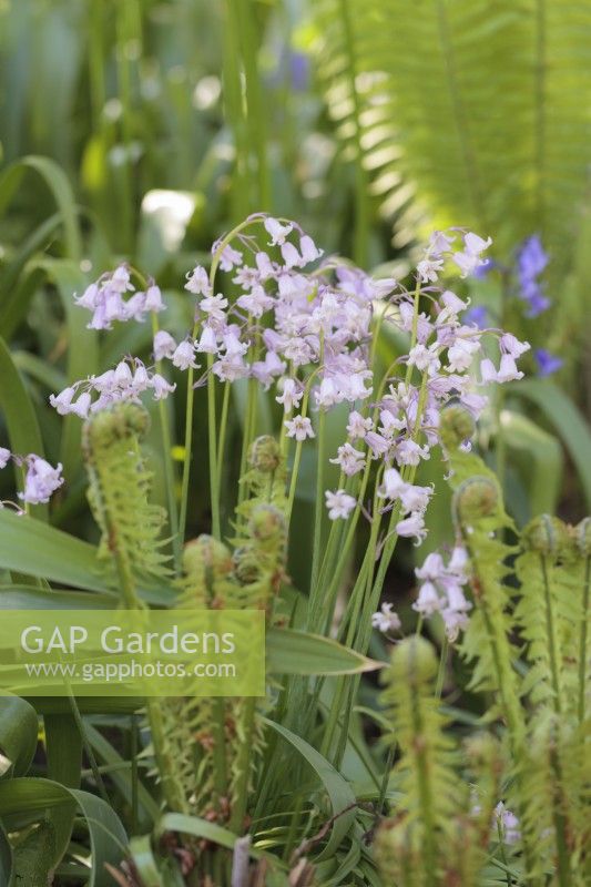 Hyacinthoides hispanica - Spanish bluebells growing in shade with unfurling Shuttlecock ferns and Alliums - April