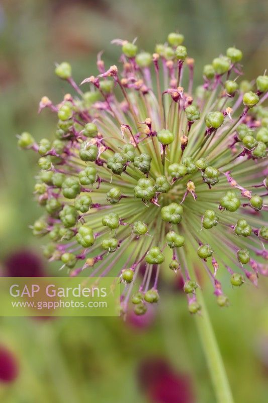 Allium 'Purple Sensation' seedheads  - June