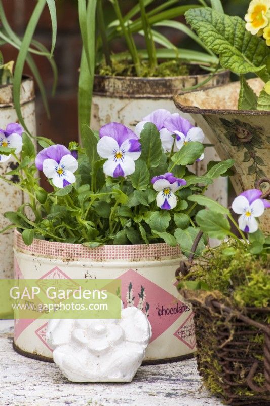 Miniature white and violet violas planted in old sweet tin