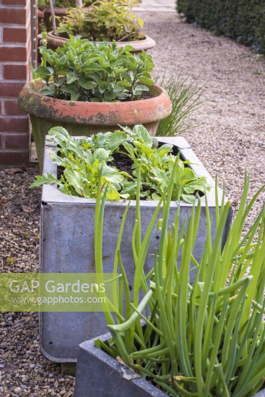 Vegetable garden in containers - broad beans; oriental salad leaves; elephant garlic