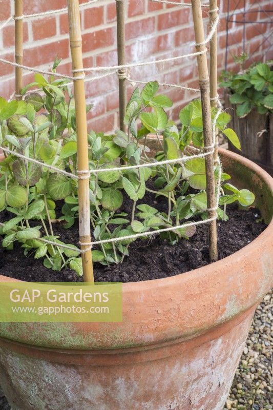 Pisum sativum - Mange tout planted in container with cane and string support