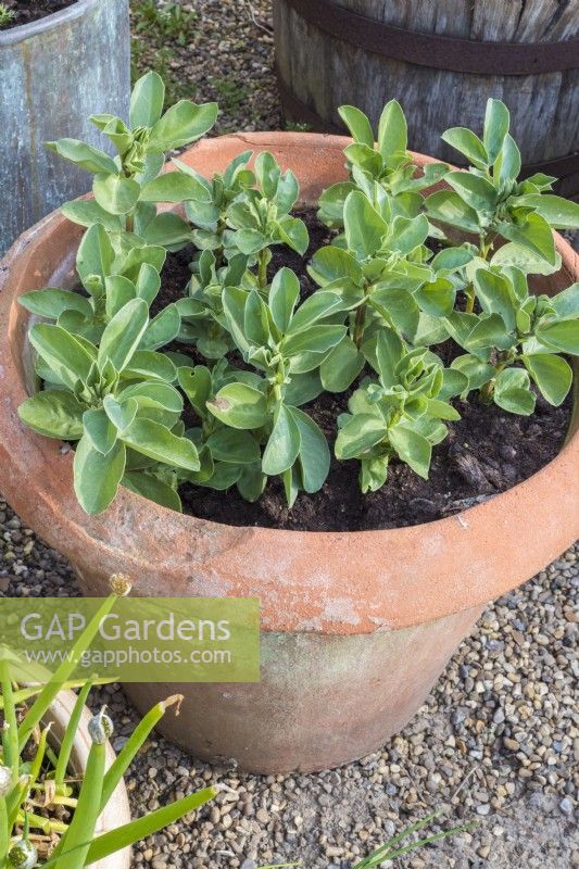 Vicia faba - Broad beans growing in terracotta container