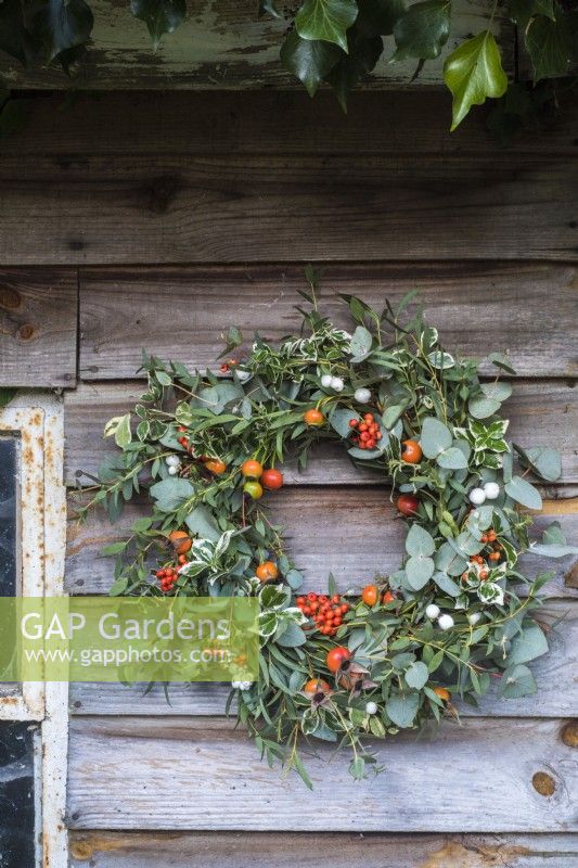 Christmas wreath hung on shed with orange and grey theme, has orange berries and reships, white snowberries and grey eucalyptus foliage