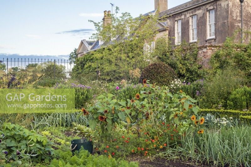 Vegetable garden with house in September