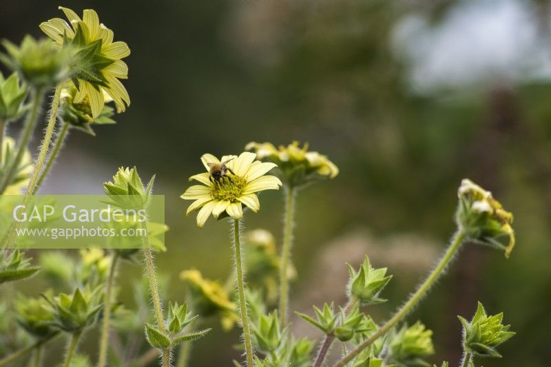 Silphium mohrii with feeding insects