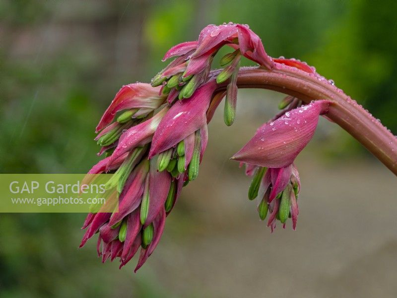 Beschorneria yuccoides  Norfolk Late May