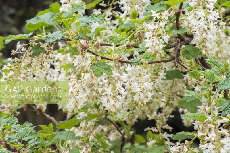 Ribes sanguineum 'Elkingtons white' in flower