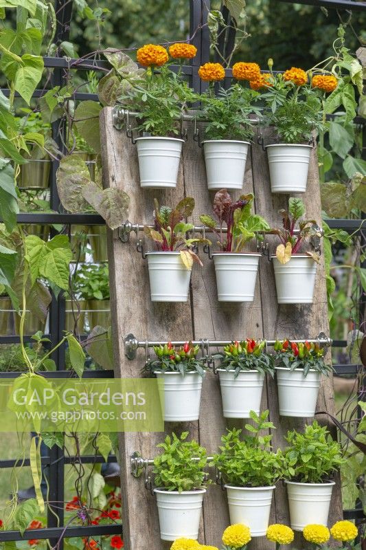 Get Up and Grow Garden. Salvaged scaffold boards provide support for pots of chillies, mint, beet and French marigolds.