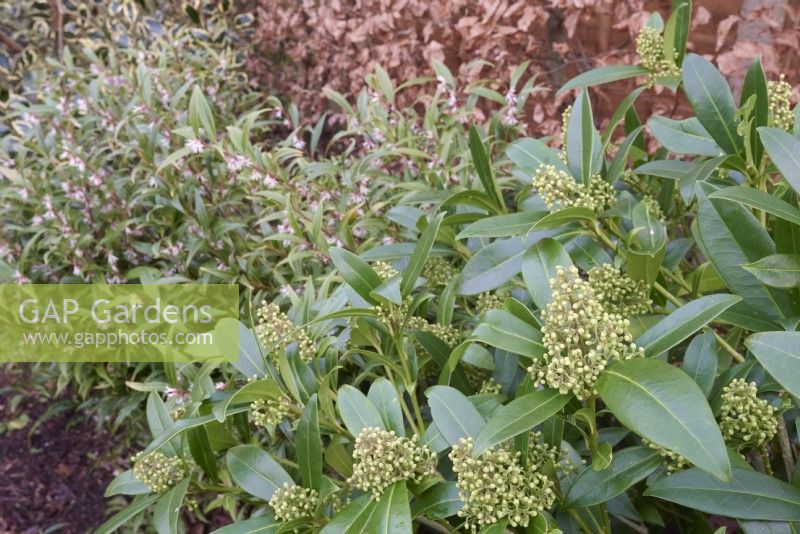 Skimmia x confusa 'Kew Green' with Sarcococca hookerianan var. digyna